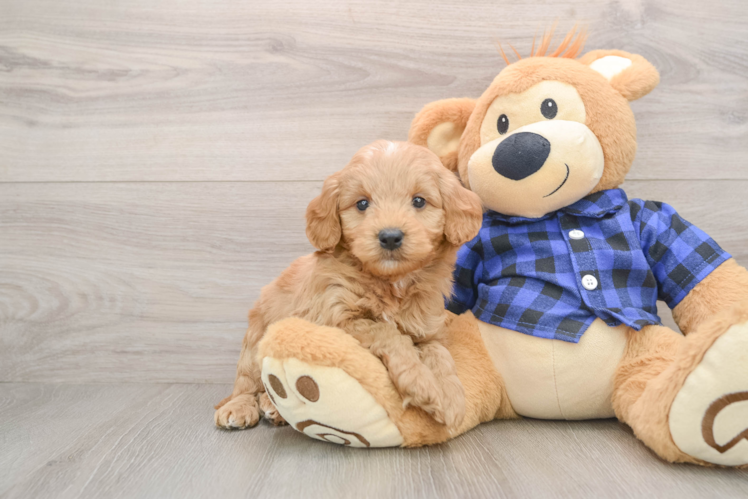 Adorable Golden Retriever Poodle Mix Poodle Mix Puppy