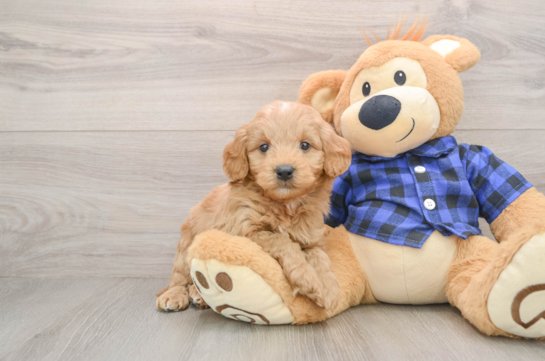 Adorable Golden Retriever Poodle Mix Poodle Mix Puppy