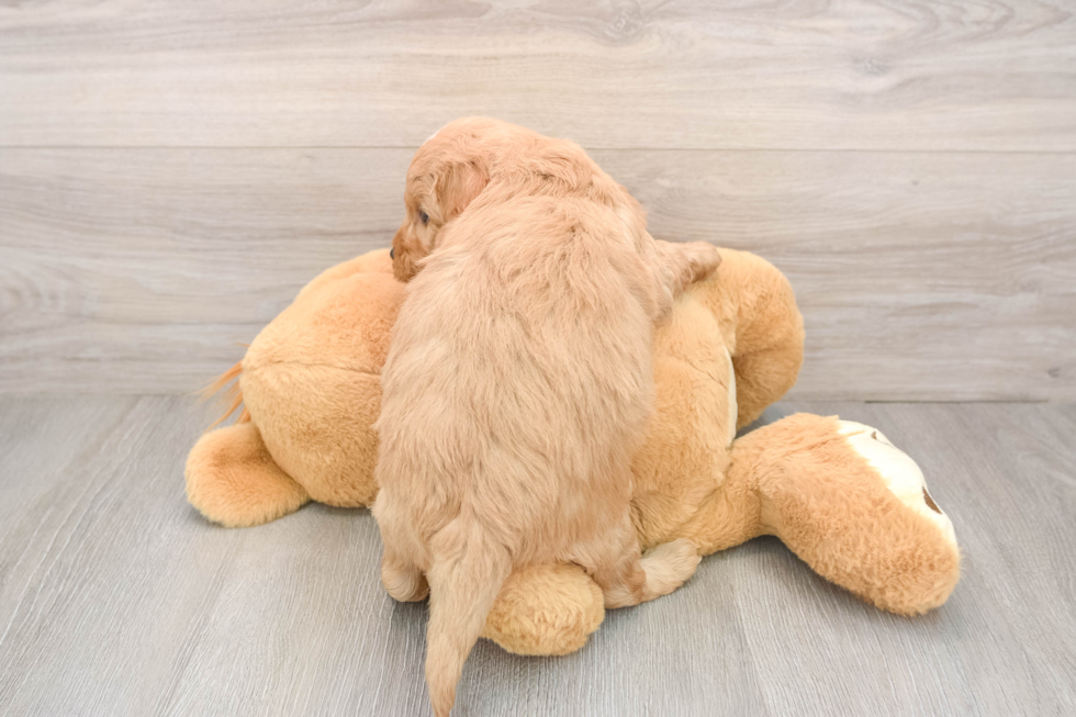 Friendly Mini Goldendoodle Baby