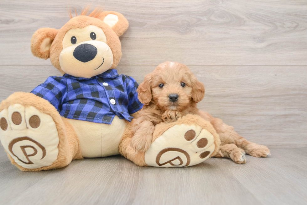 Adorable Golden Retriever Poodle Mix Poodle Mix Puppy