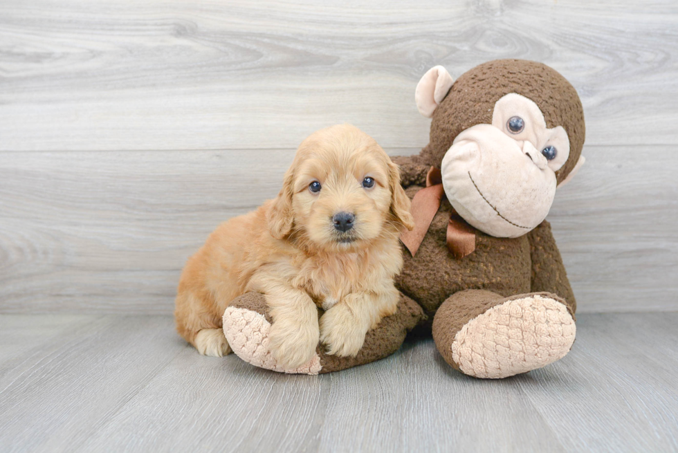 Best Mini Goldendoodle Baby