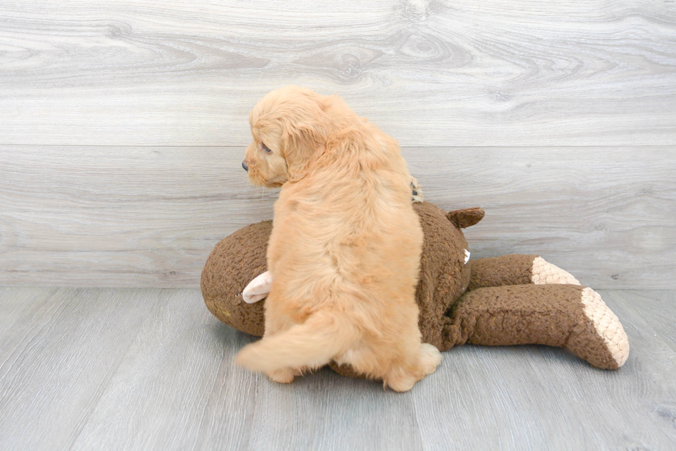 Mini Goldendoodle Pup Being Cute