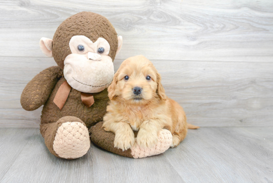 Sweet Mini Goldendoodle Baby