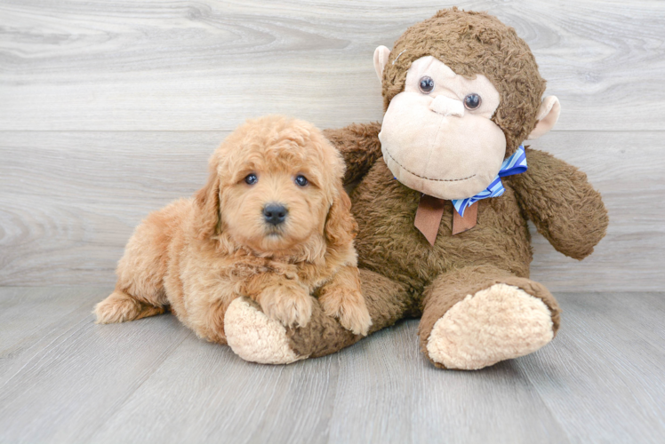 Best Mini Goldendoodle Baby