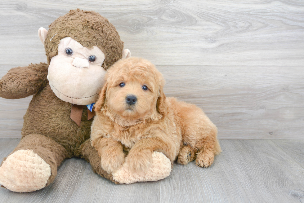 Fluffy Mini Goldendoodle Poodle Mix Pup