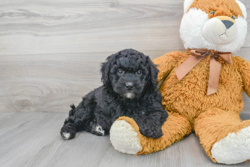 Playful Golden Retriever Poodle Mix Puppy