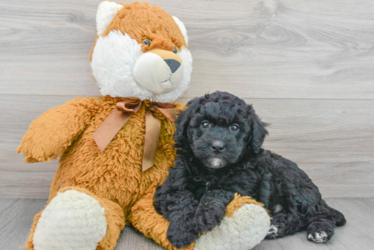 Mini Goldendoodle Pup Being Cute