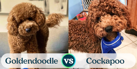 Mini Goldendoodle vs Cockapoo Comparison