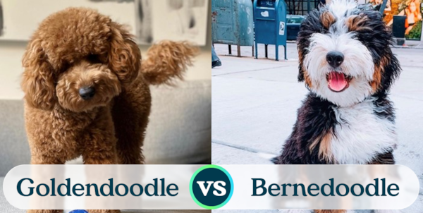 Mini Goldendoodle vs Mini Bernedoodle - Premier Pups