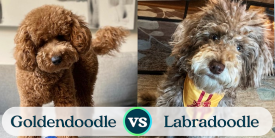 Mini Goldendoodle vs Mini Labradoodle Comparison