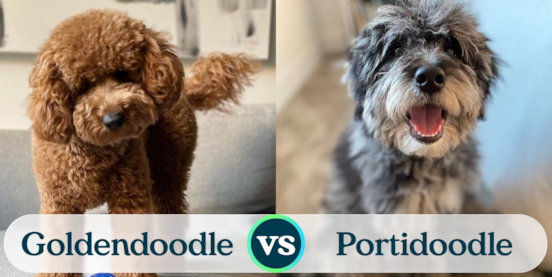 Mini Goldendoodle vs Mini Portidoodle Comparison