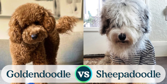 Mini Goldendoodle vs Mini Sheepadoodle Comparison
