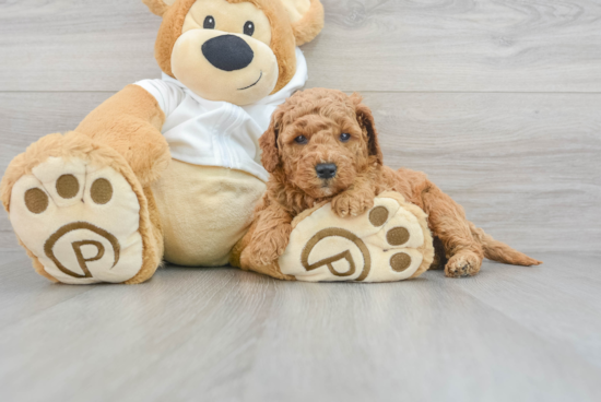 Adorable Golden Retriever Poodle Mix Puppy