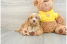 Best Mini Goldendoodle Baby