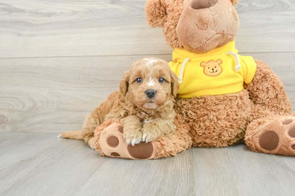 5 week old Mini Goldendoodle Puppy For Sale - Premier Pups