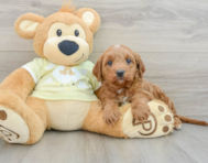 7 week old Mini Goldendoodle Puppy For Sale - Premier Pups