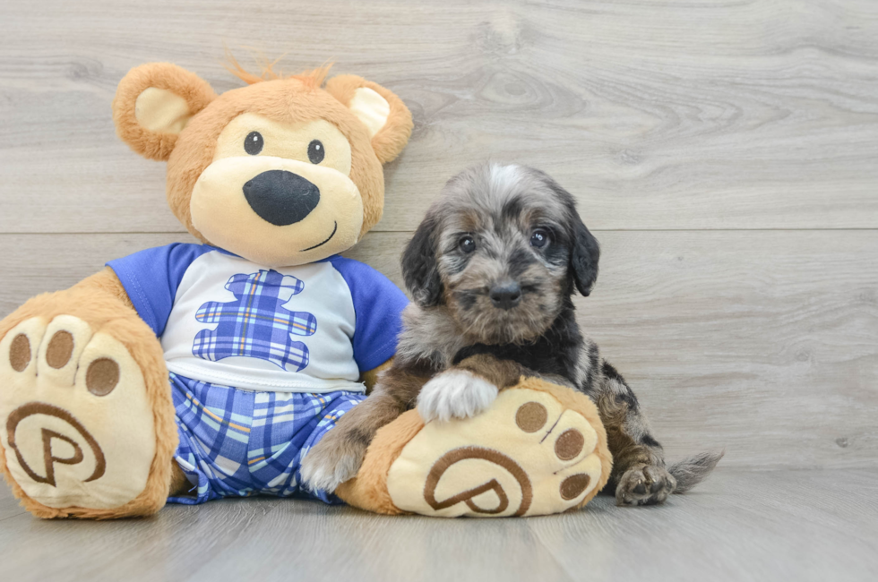 5 week old Mini Goldendoodle Puppy For Sale - Premier Pups