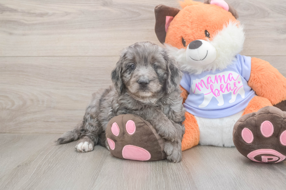 5 week old Mini Goldendoodle Puppy For Sale - Premier Pups
