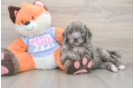 Best Mini Goldendoodle Baby