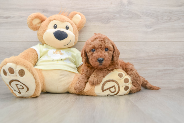 Hypoallergenic Mini Goldiepoo Poodle Mix Puppy