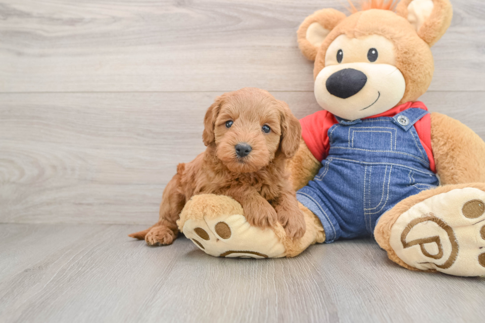 Best Mini Goldendoodle Baby