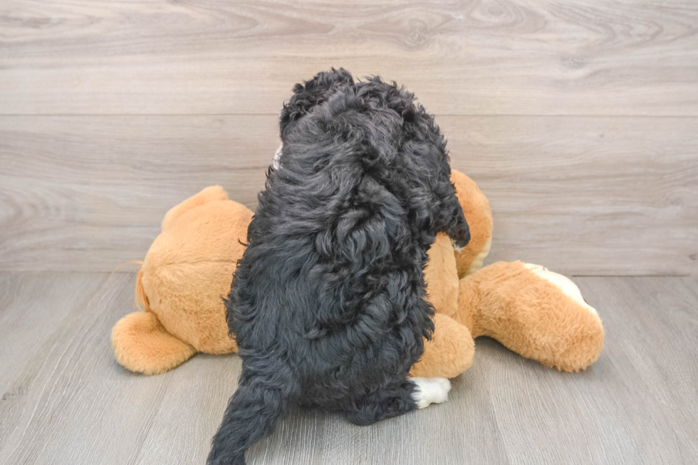 Happy Mini Goldendoodle Baby