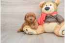 Small Mini Goldendoodle Baby