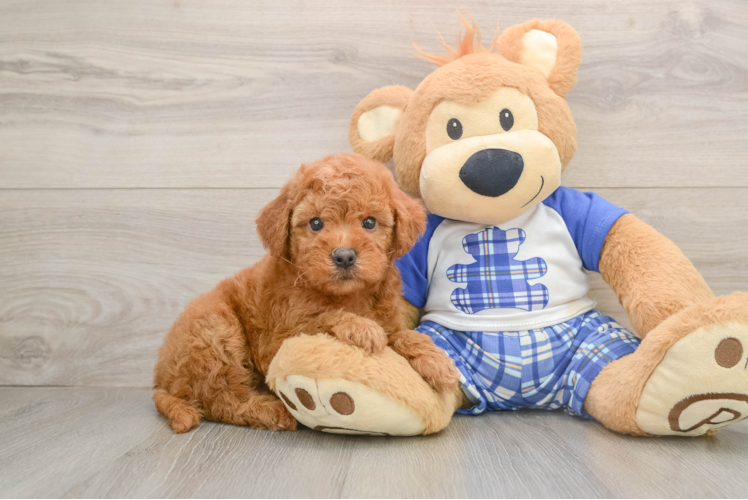 Hypoallergenic Mini Goldiepoo Poodle Mix Puppy