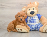 5 week old Mini Goldendoodle Puppy For Sale - Premier Pups