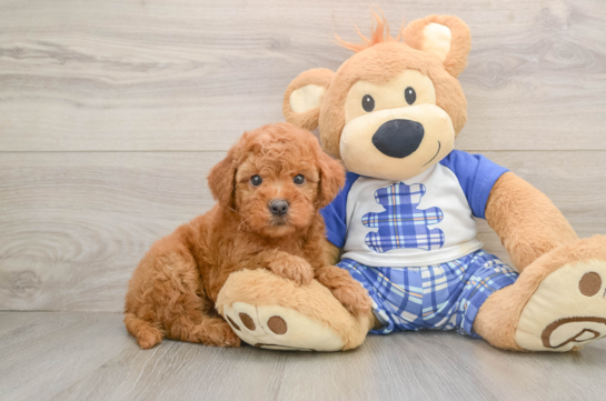 Hypoallergenic Mini Goldiepoo Poodle Mix Puppy