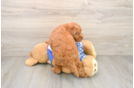 Mini Goldendoodle Pup Being Cute