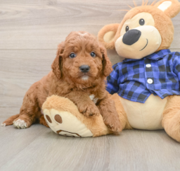 6 week old Mini Goldendoodle Puppy For Sale - Premier Pups