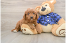 Happy Mini Goldendoodle Baby