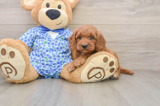 Mini Goldendoodle Puppy for Adoption
