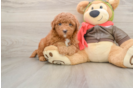 Small Mini Goldendoodle Baby