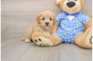 Best Mini Goldendoodle Baby