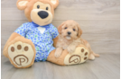 Mini Goldendoodle Puppy for Adoption
