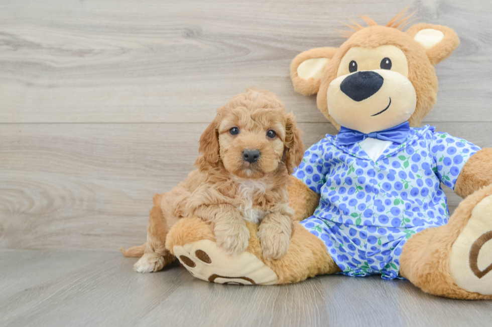 Friendly Mini Goldendoodle Baby