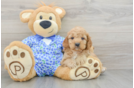 Best Mini Goldendoodle Baby