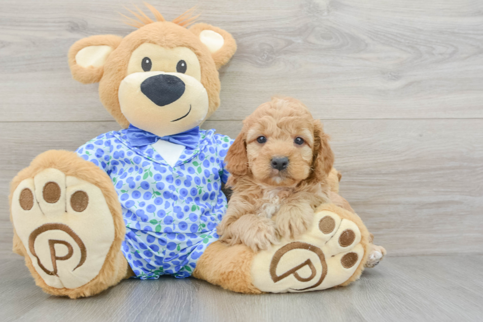 Best Mini Goldendoodle Baby