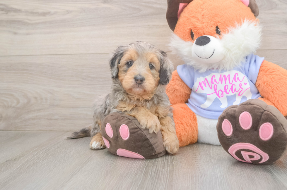 5 week old Mini Goldendoodle Puppy For Sale - Premier Pups
