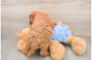 Mini Goldendoodle Pup Being Cute
