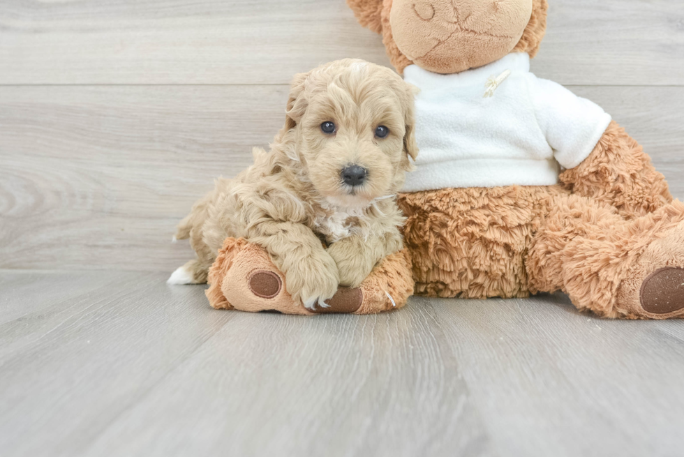 Petite Mini Goldendoodle Poodle Mix Pup