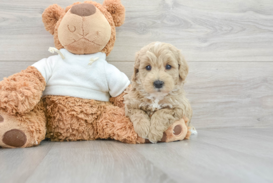 Energetic Golden Retriever Poodle Mix Puppy