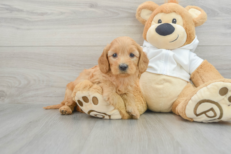 Mini Goldendoodle Puppy for Adoption