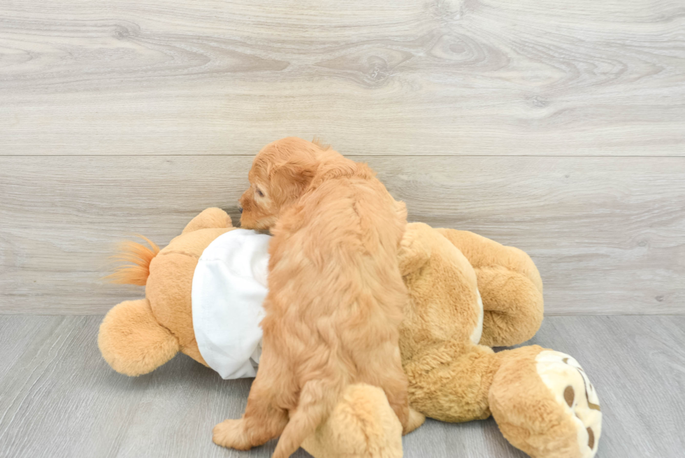 Mini Goldendoodle Pup Being Cute