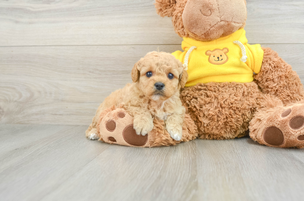 5 week old Mini Goldendoodle Puppy For Sale - Premier Pups