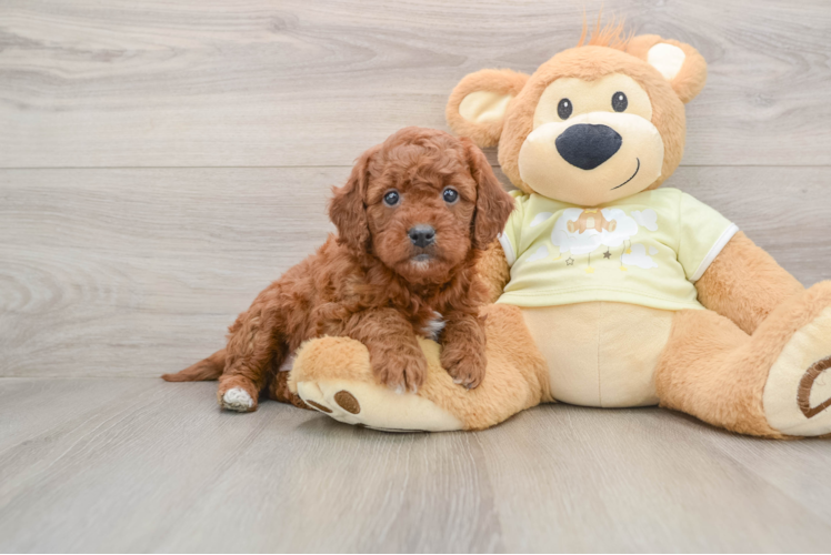 Smart Mini Goldendoodle Poodle Mix Pup