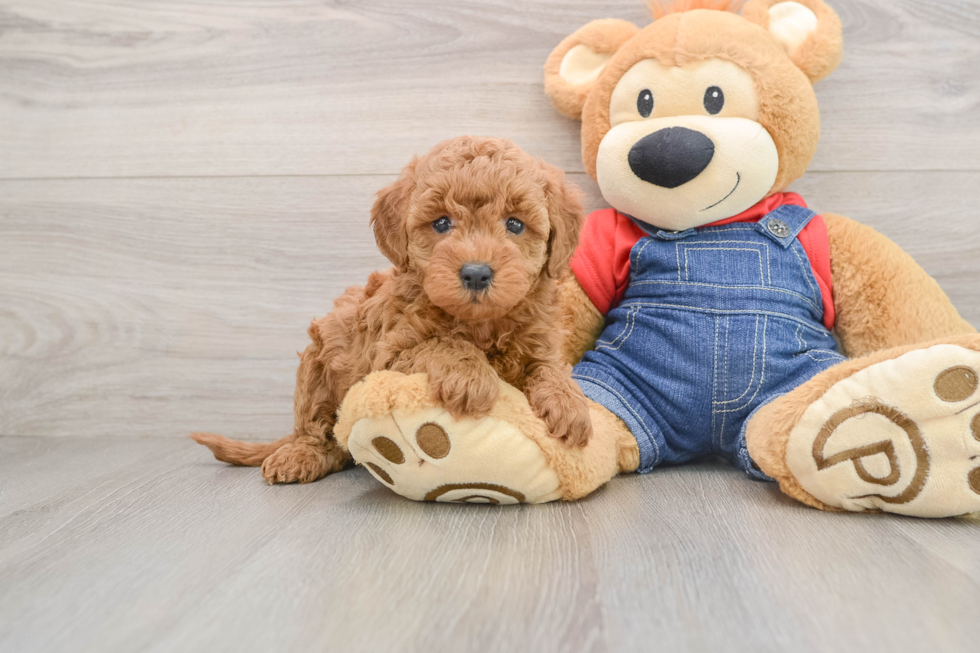 Friendly Mini Goldendoodle Baby