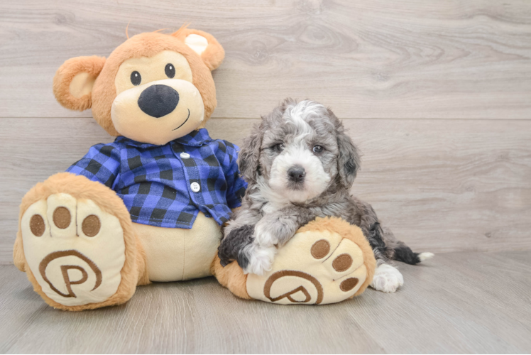 Popular Mini Goldendoodle Poodle Mix Pup